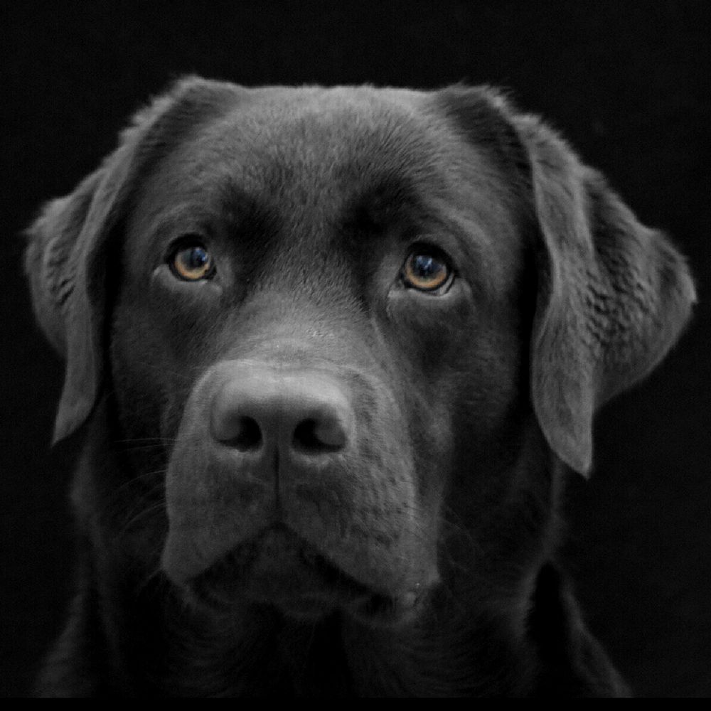 Loyalty art print by Artographie for $57.95 CAD