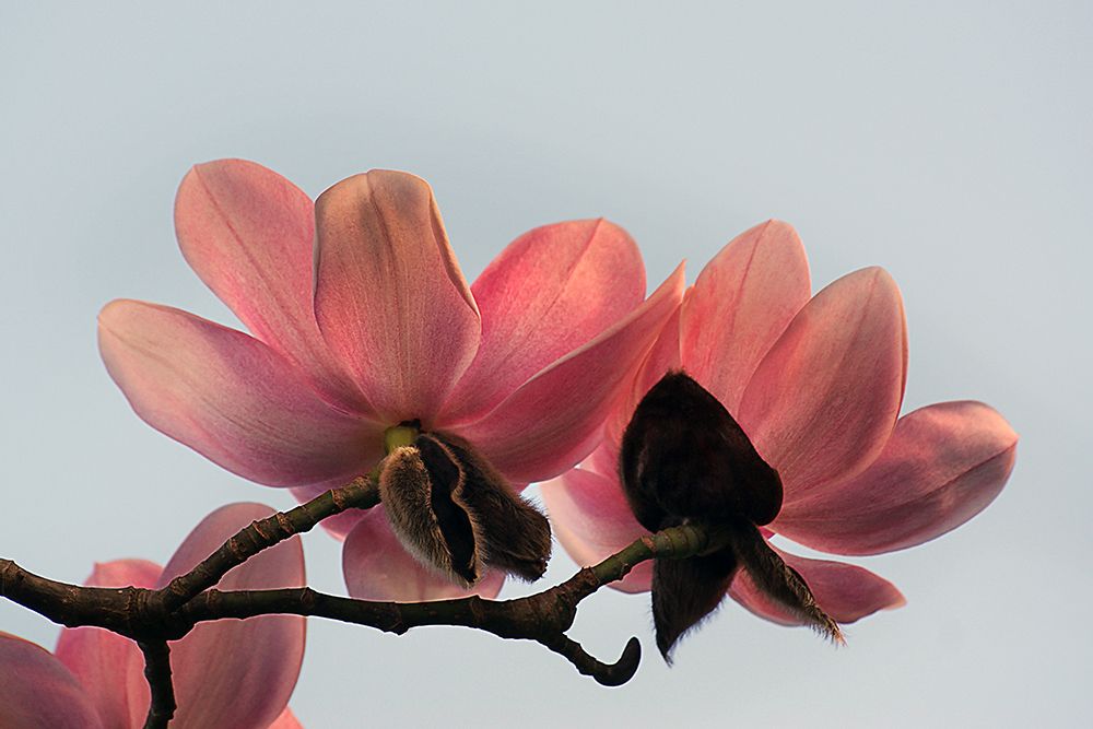 Magnolia Campbellii Flowers art print by Artographie for $57.95 CAD