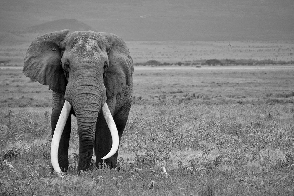 Majestic African Elephant art print by Artographie for $57.95 CAD