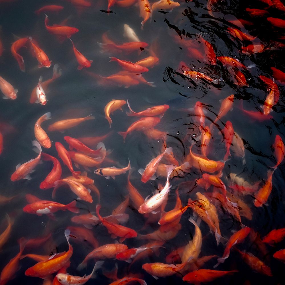 Many Koi art print by Artographie for $57.95 CAD