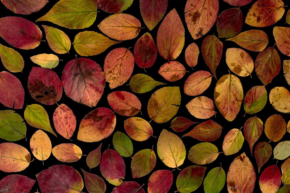 Maple Leaves art print by Artographie for $57.95 CAD