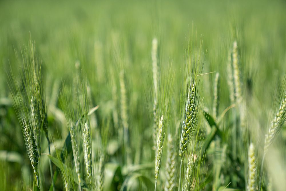 Montana Wheat Field art print by Artographie for $57.95 CAD