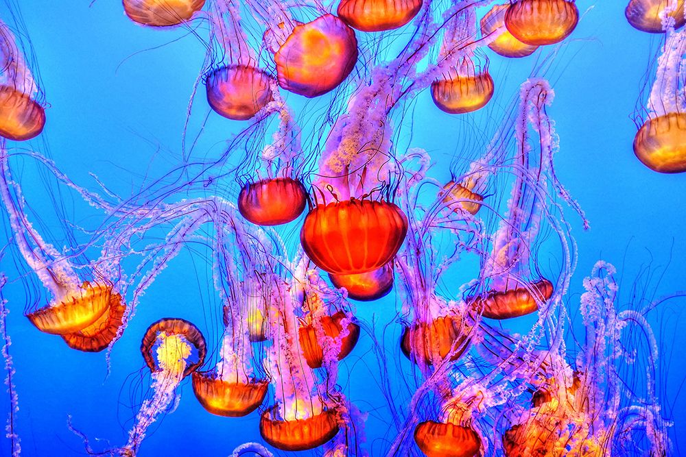 Monterey Bay Aquarium, California art print by Artographie for $57.95 CAD