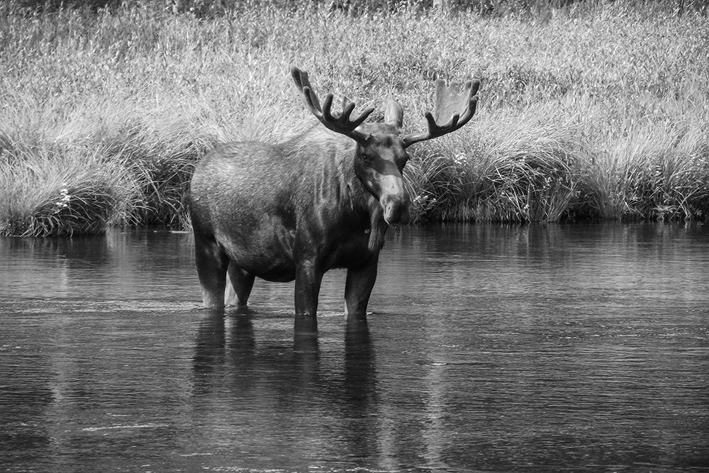 Moose in the River art print by Sue McKenna for $57.95 CAD