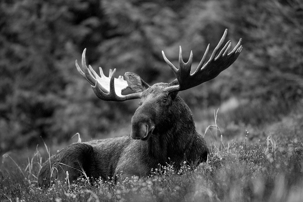 Moose on Meadow art print by Artographie for $57.95 CAD
