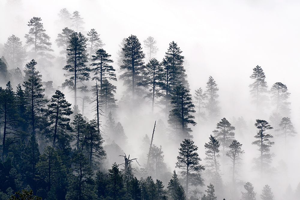 Morning Misty Clouds art print by Artographie for $57.95 CAD
