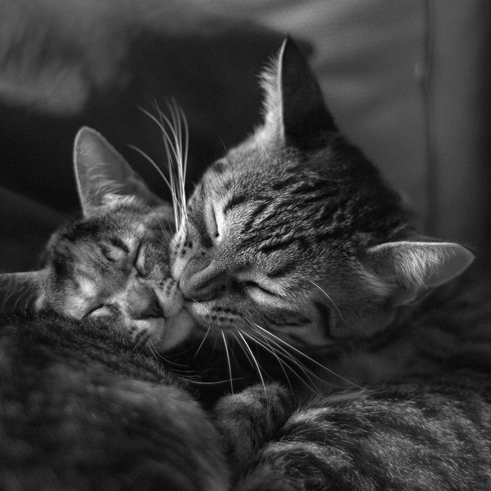 Motherly Love art print by Artographie for $57.95 CAD