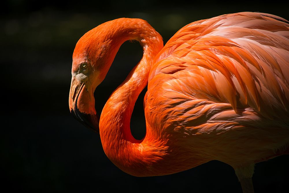 Orange Flamingo art print by Artographie for $57.95 CAD