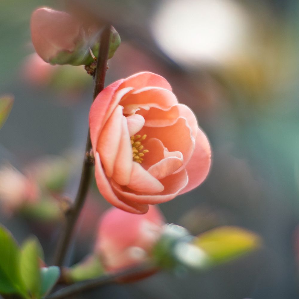 Orange Rose art print by Artographie for $57.95 CAD