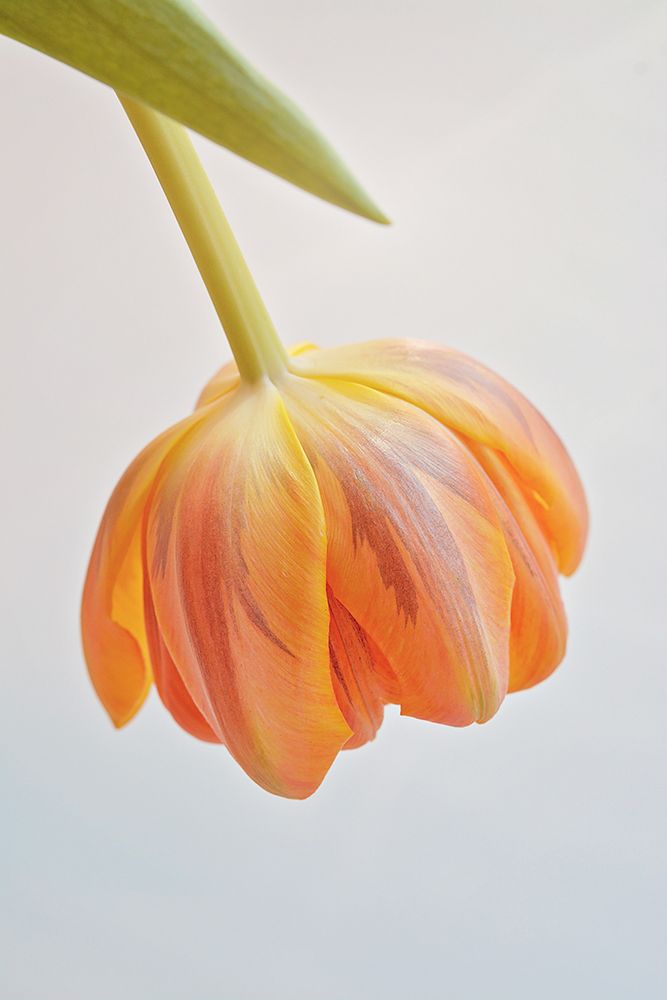Orange Tulip art print by Artographie for $57.95 CAD