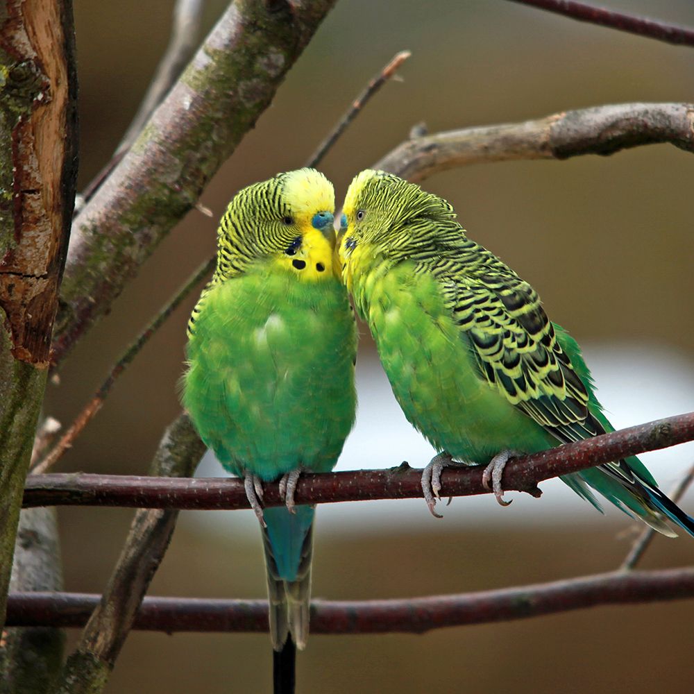 Parakeet Love Birds art print by Artographie for $57.95 CAD