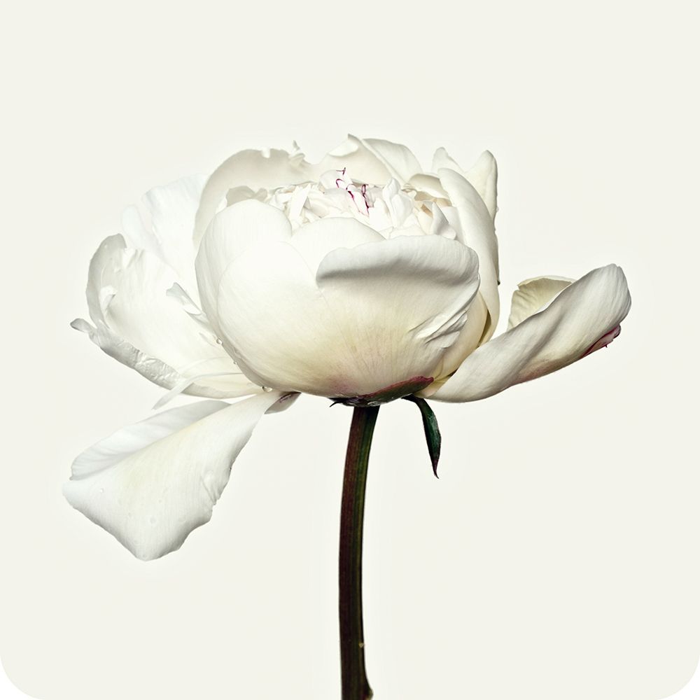 Peony Flower art print by Artographie for $57.95 CAD