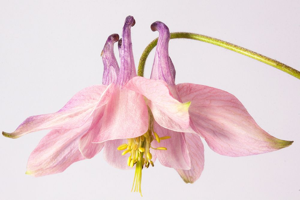 Pink Bloom art print by Artographie for $57.95 CAD
