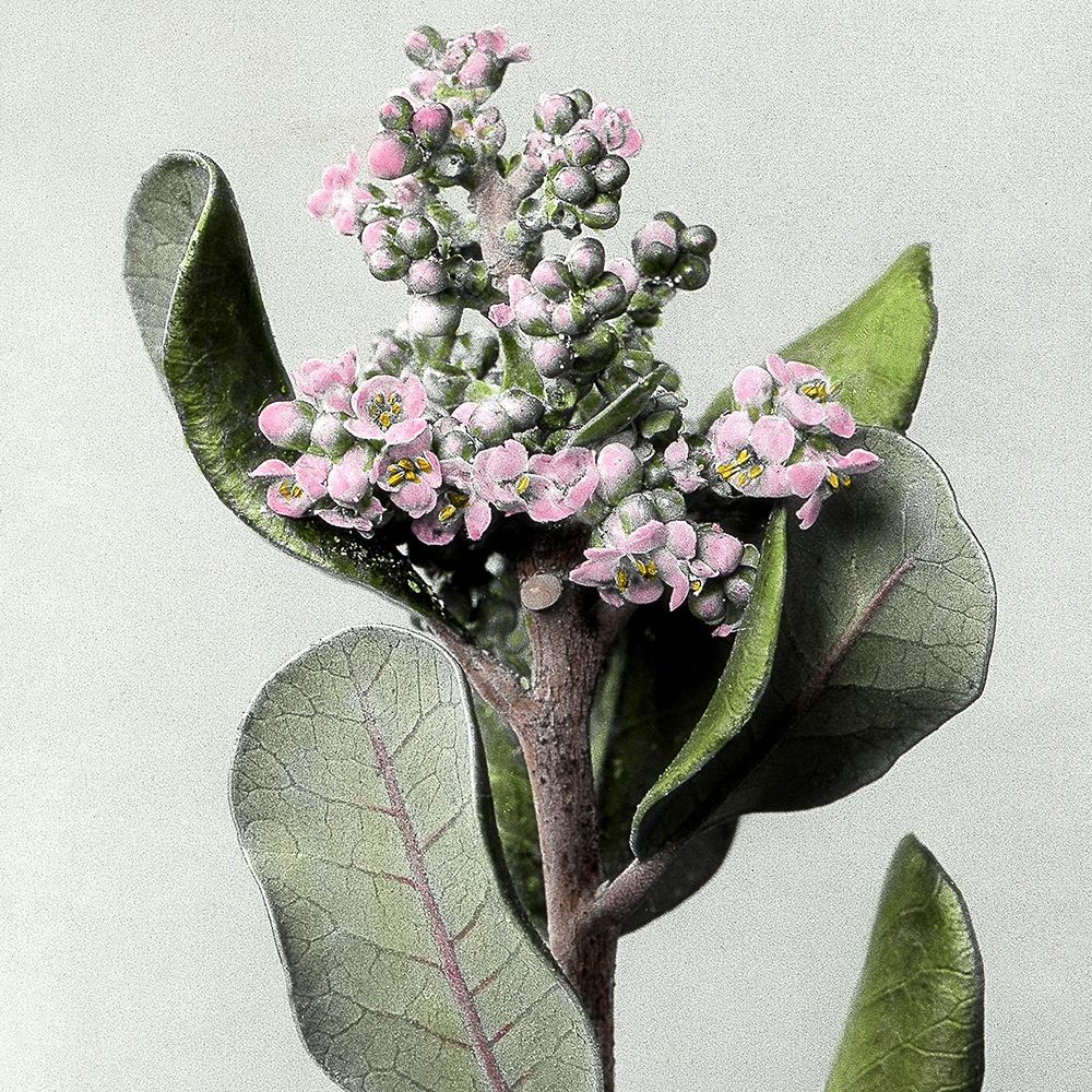 Pink Blossom art print by Artographie for $57.95 CAD