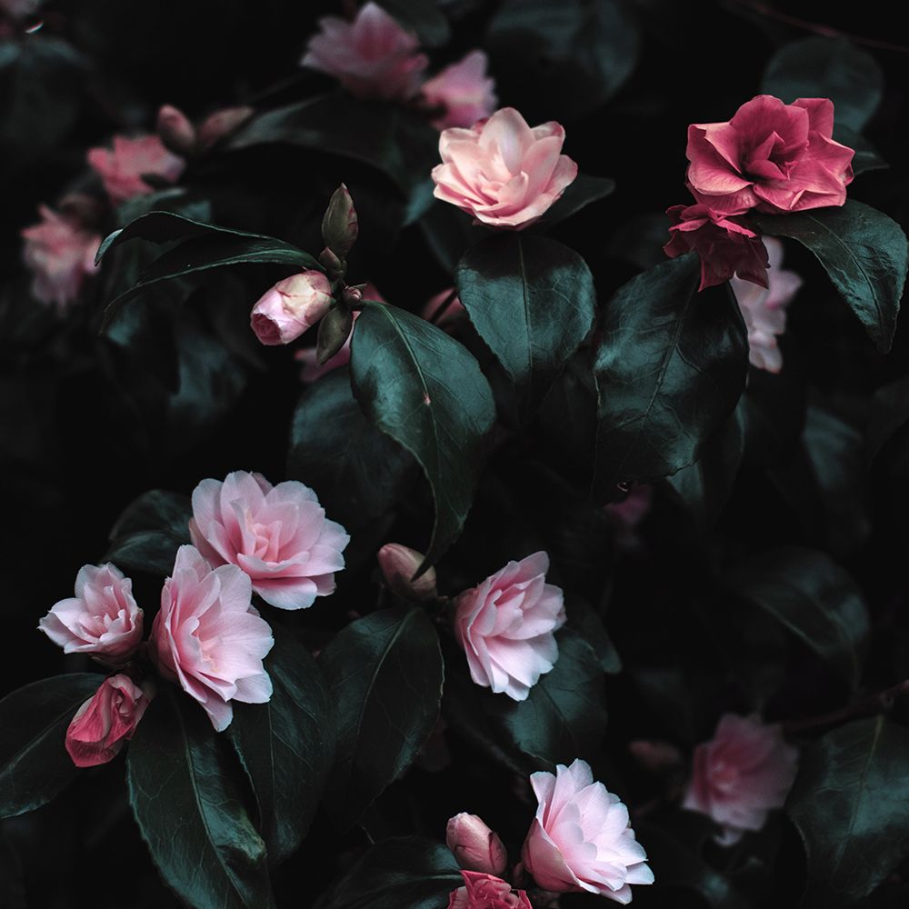 Pink Blossoms art print by Artographie for $57.95 CAD