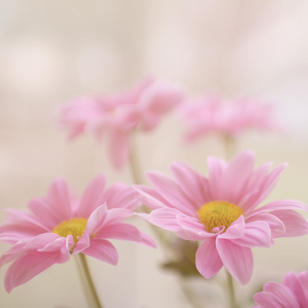 Pink Flowers art print by Artographie for $57.95 CAD