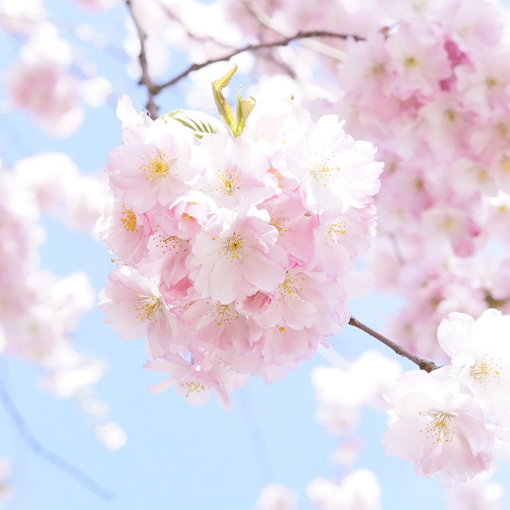 Pink Peach Blossom art print by Artographie for $57.95 CAD
