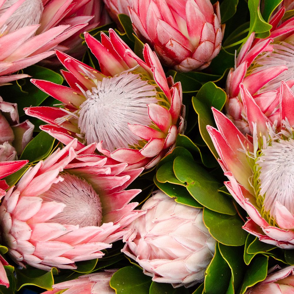 Pink Protea Blooms art print by Artographie for $57.95 CAD