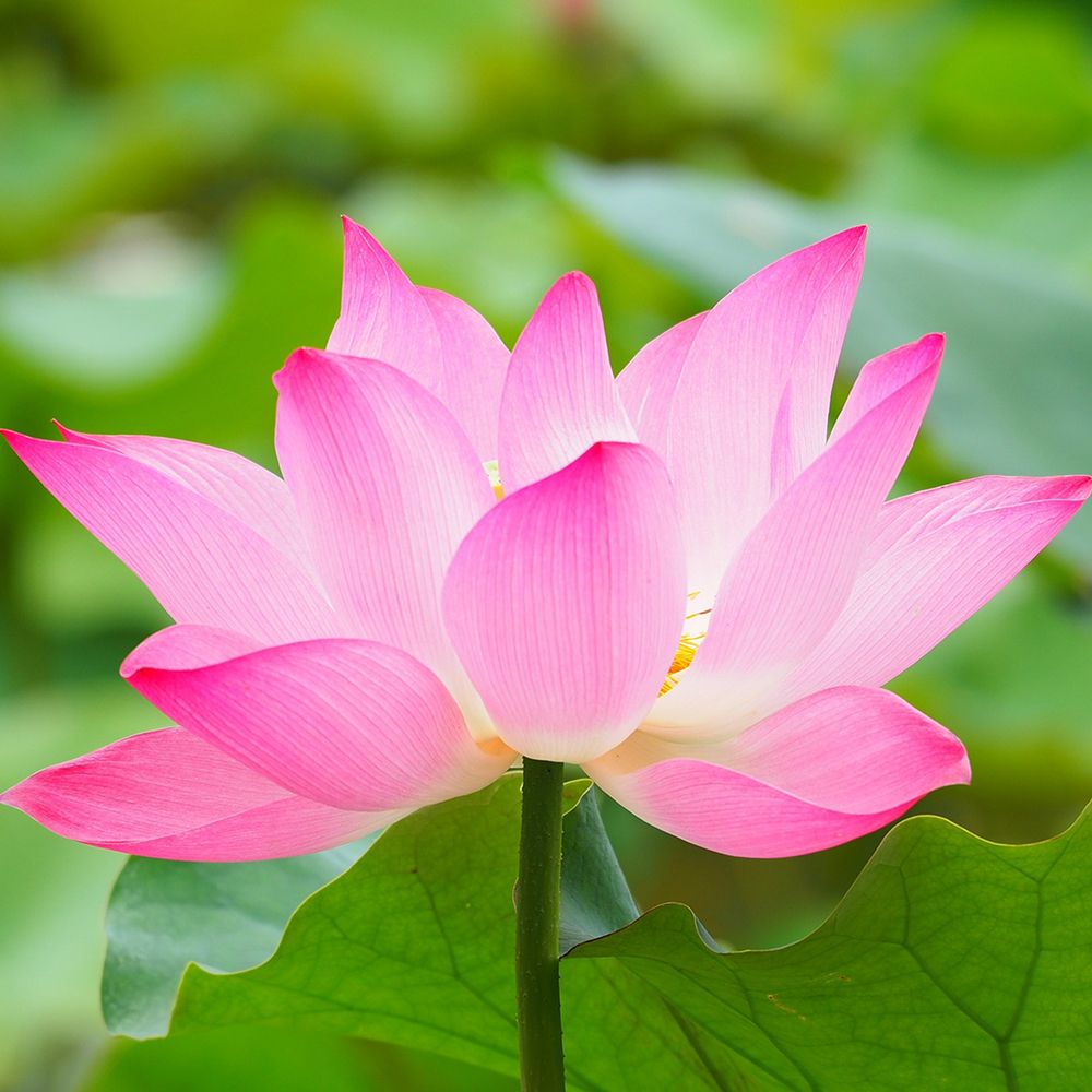 Pink Water Lily art print by Artographie for $57.95 CAD