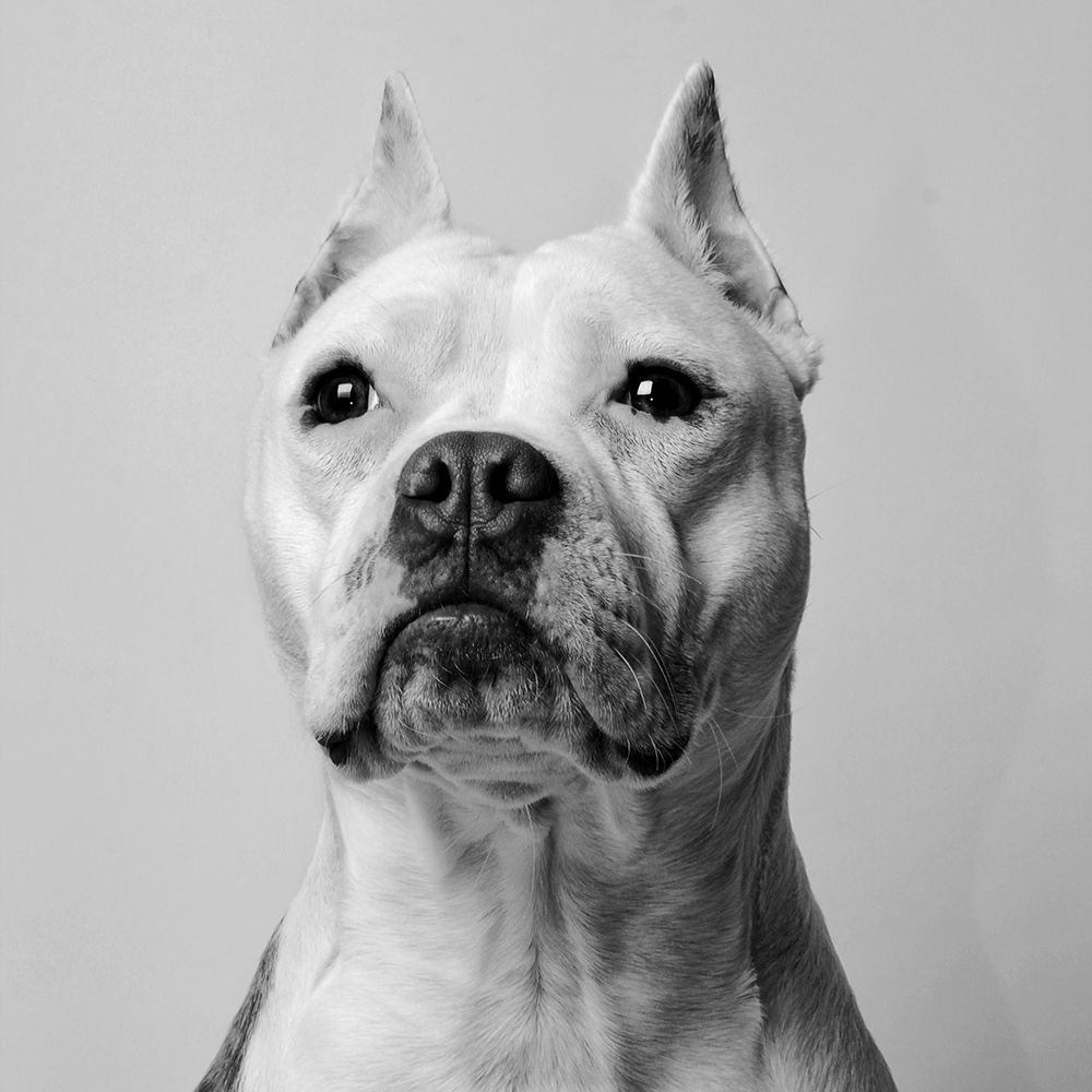 Pit Bull Patience art print by Artographie for $57.95 CAD