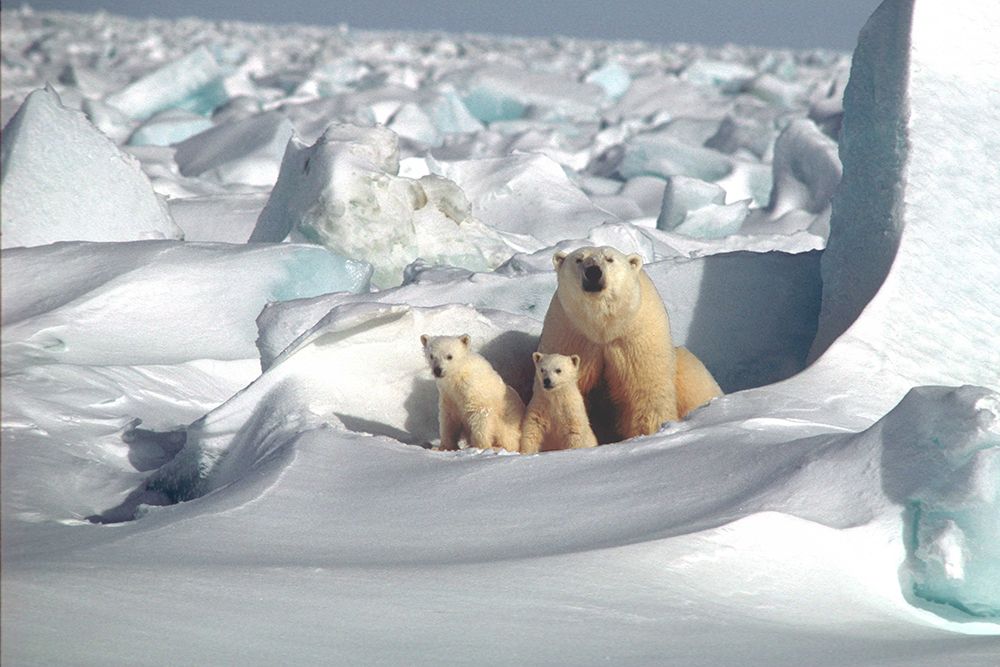 Polar Bear Mom and Her Cubs art print by Artographie for $57.95 CAD