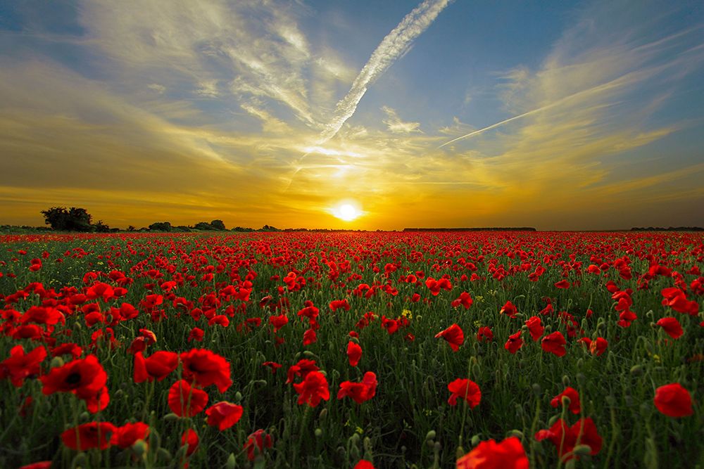 Poppy Field at Sunset art print by Artographie for $57.95 CAD