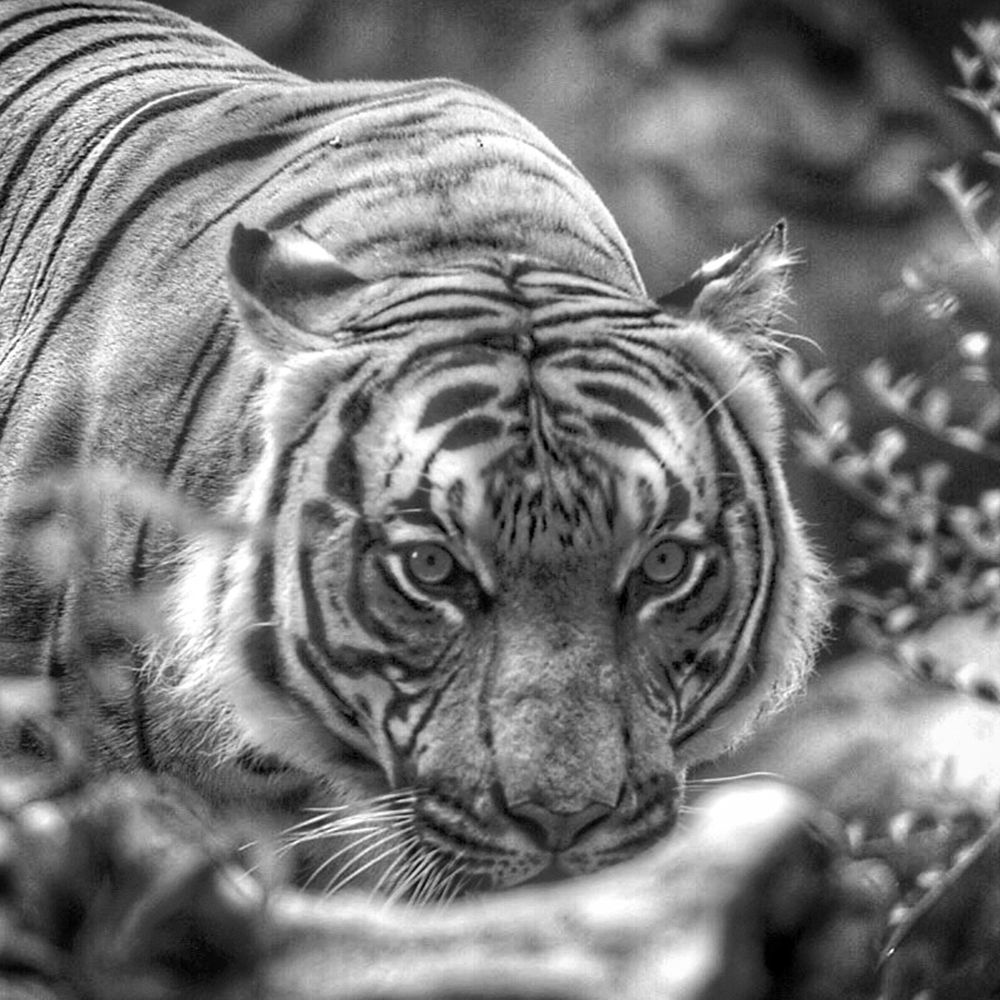Prowling Tiger art print by Artographie for $57.95 CAD