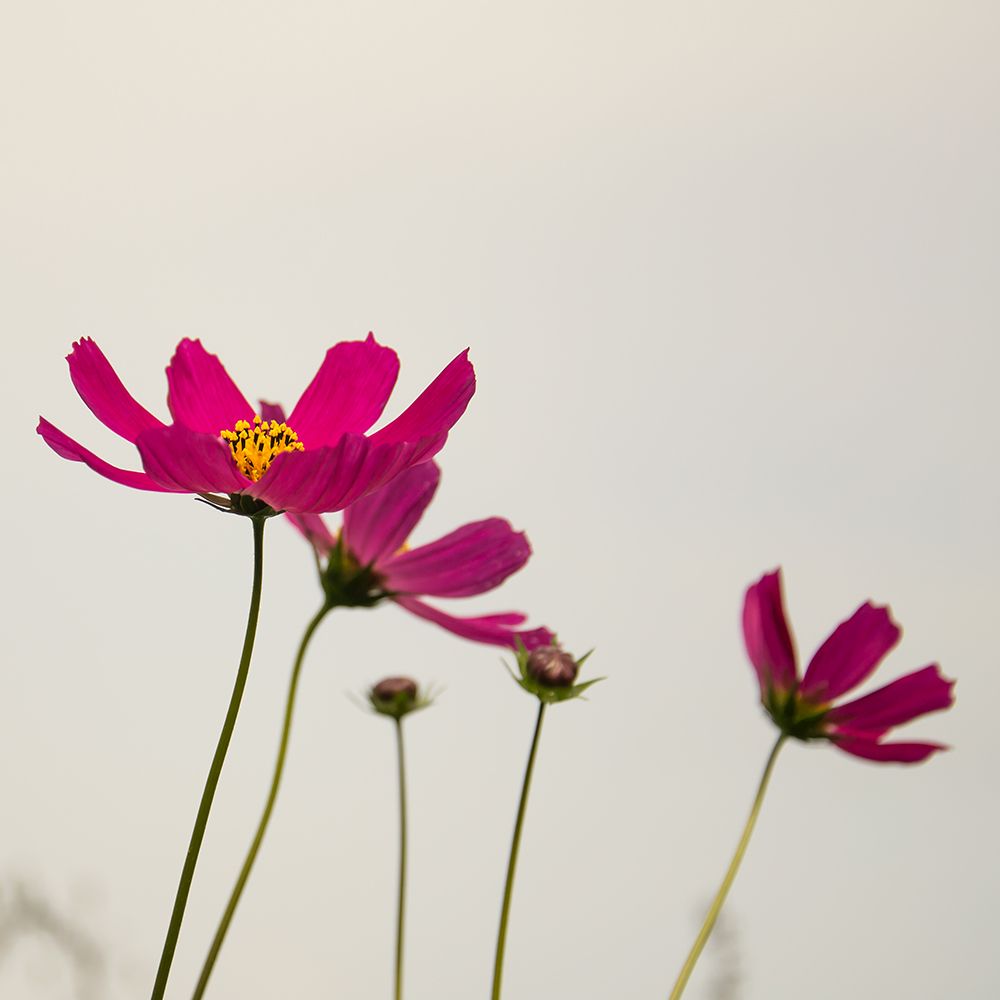 Purple Cosmos art print by Artographie for $57.95 CAD