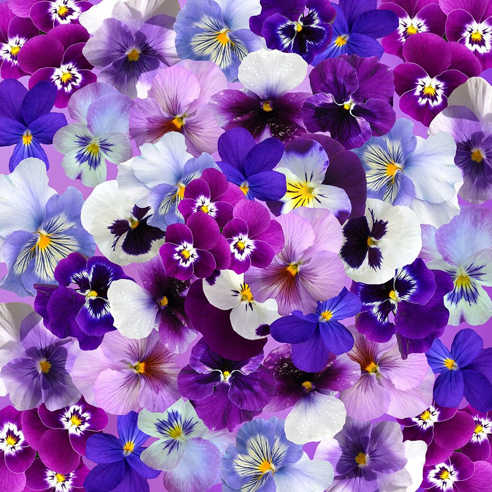 Purple Flower Power art print by Artographie for $57.95 CAD