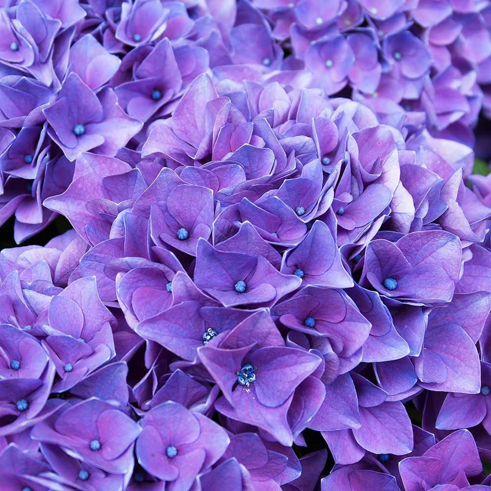 Purple Hydrangea art print by Artographie for $57.95 CAD