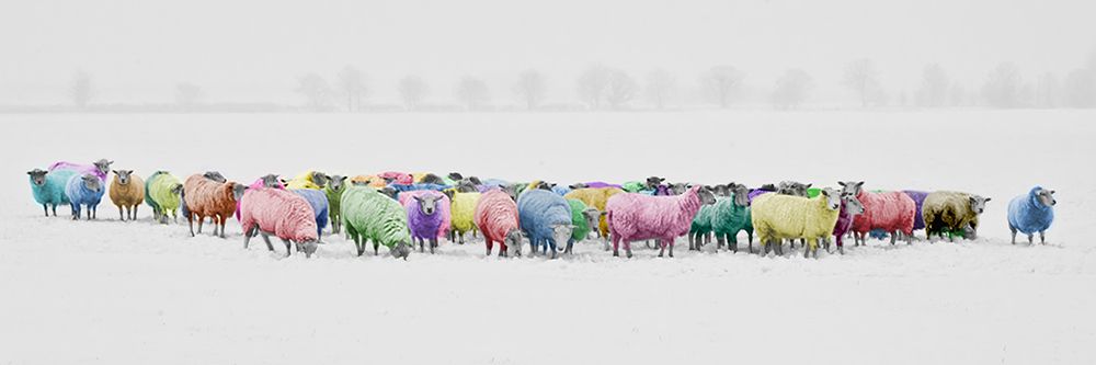 Rainbow Sheep art print by Artographie for $57.95 CAD