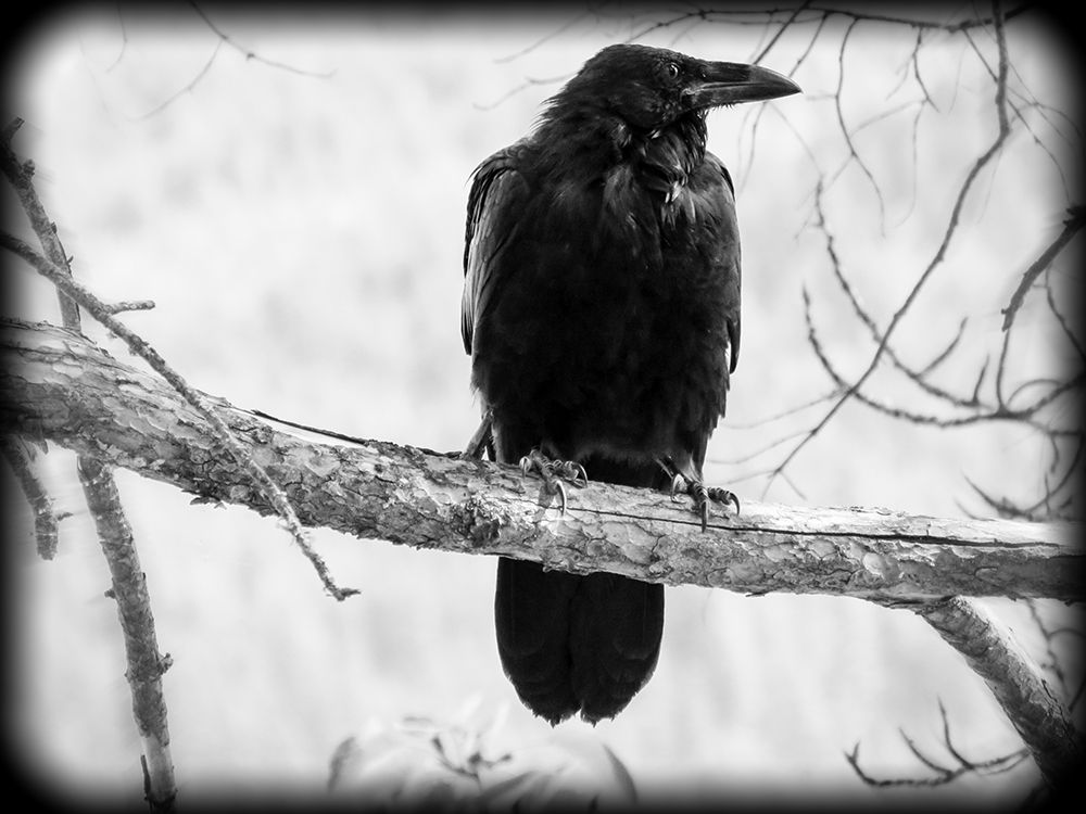 Raven art print by Artographie for $57.95 CAD