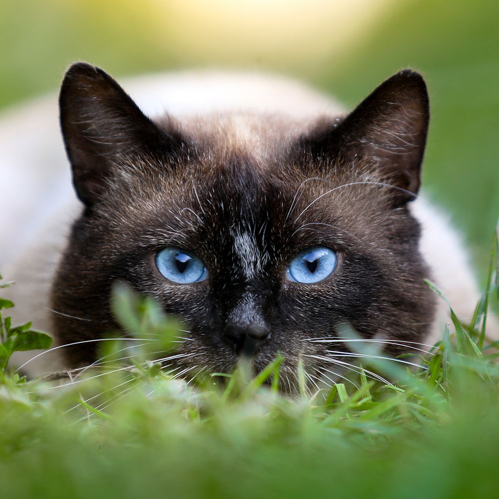 Ready to Pounce art print by Artographie for $57.95 CAD