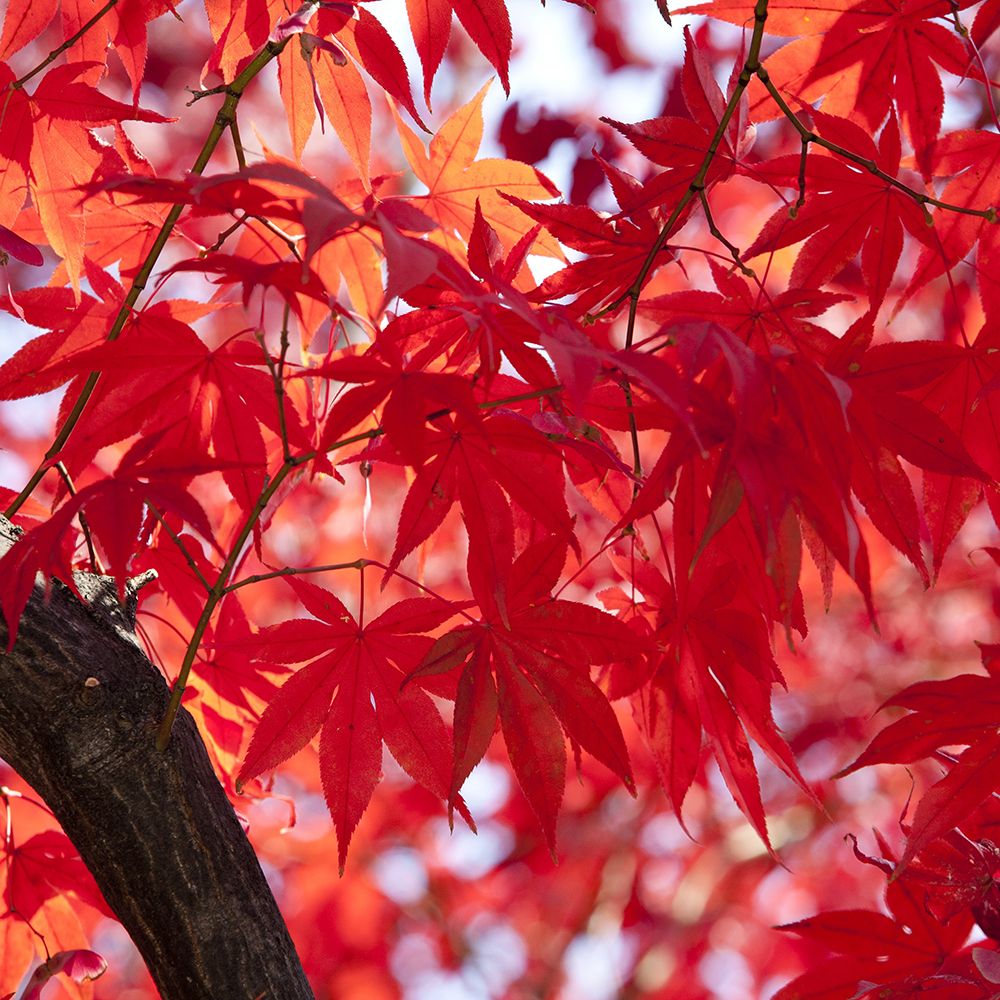 Red Autumn Foliages of the Palmate Maple art print by Artographie for $57.95 CAD