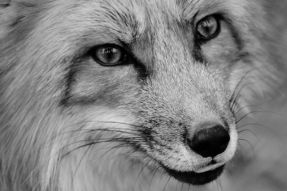 Cunning Fox art print by Artographie for $57.95 CAD