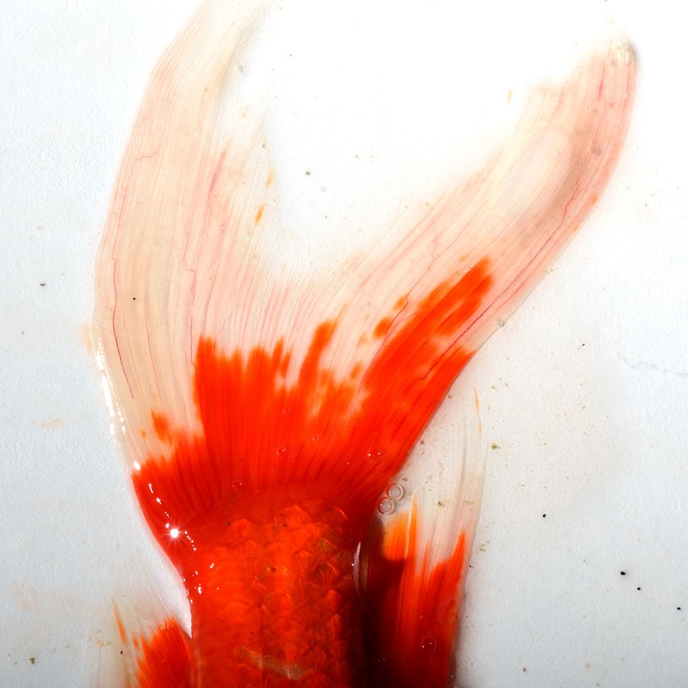 Red Koi Tail art print by Artographie for $57.95 CAD