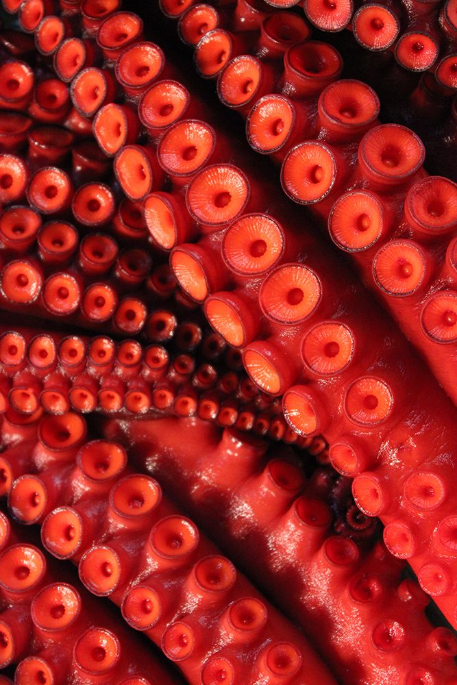 Red Octopus art print by Artographie for $57.95 CAD