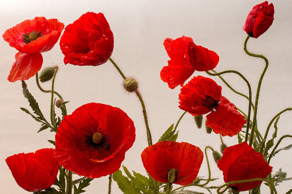 Red Poppies I art print by Artographie for $57.95 CAD