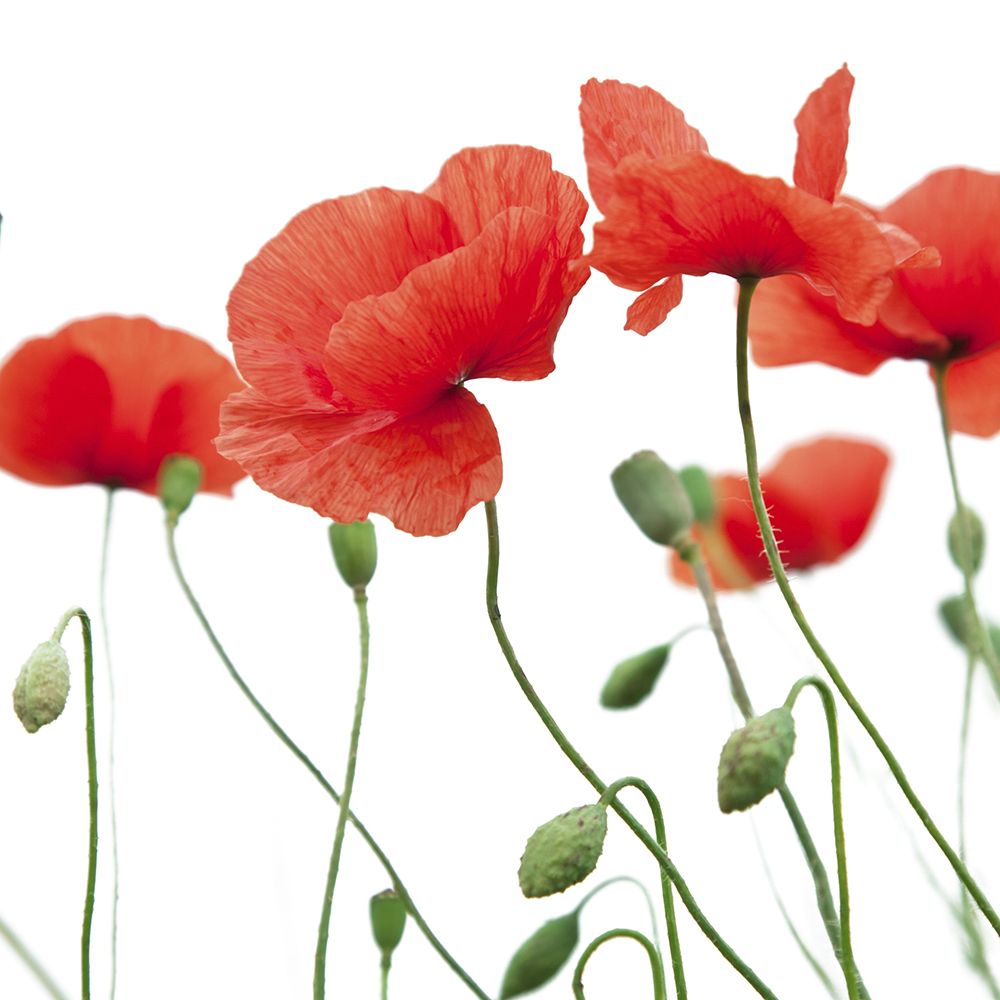 Red Poppies II art print by Artographie for $57.95 CAD