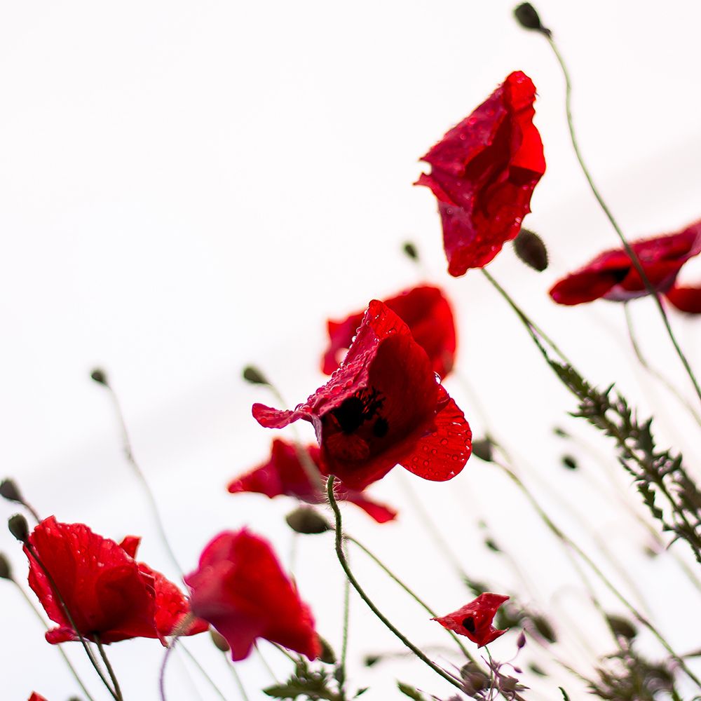Red Poppies III art print by Artographie for $57.95 CAD