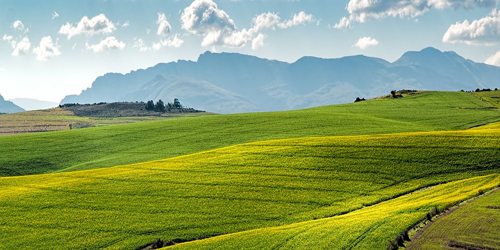 Rolling Fields art print by Artographie for $57.95 CAD