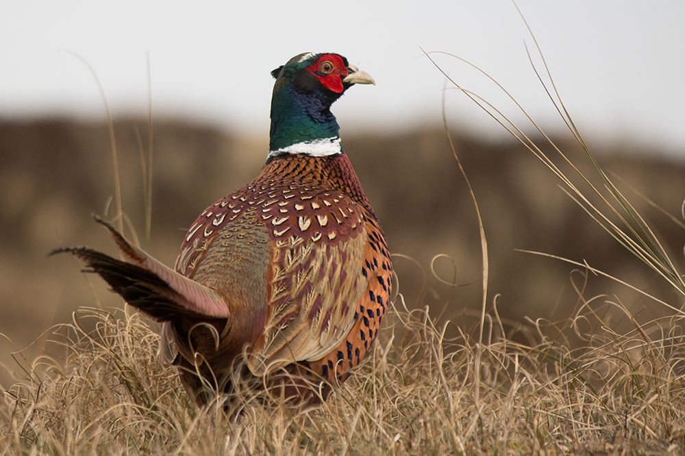 Rural Pheasant art print by Artographie for $57.95 CAD