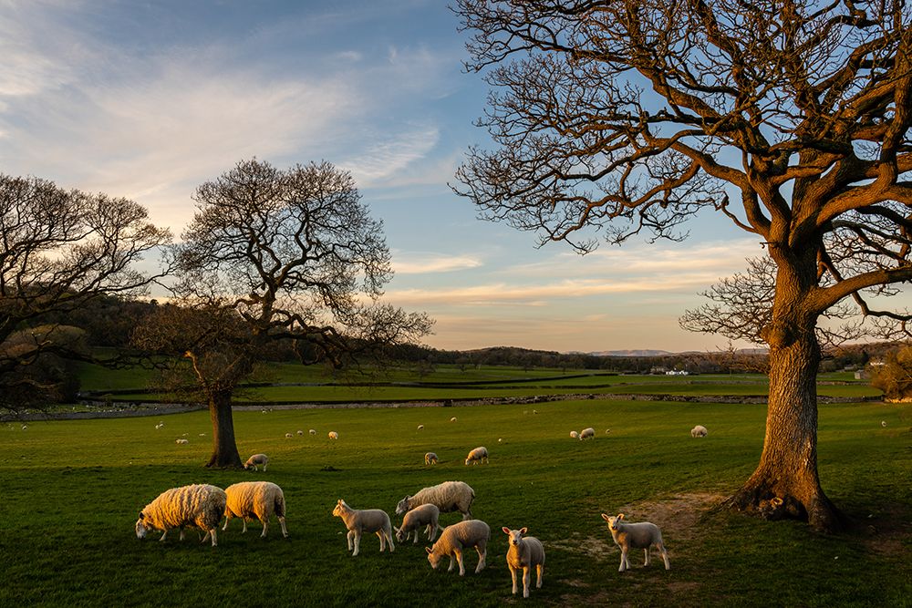 Sheep in the Twilight art print by Artographie for $57.95 CAD