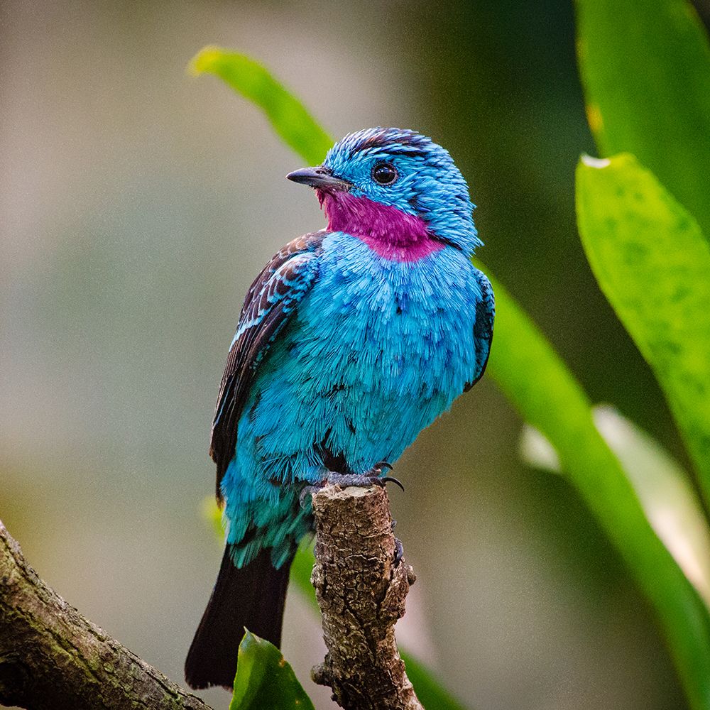 Spangled Cotinga Blue Bird art print by Artographie for $57.95 CAD