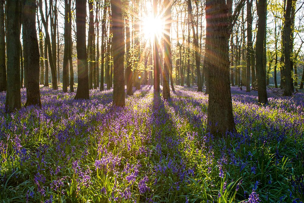 Spring Forest Morning art print by Artographie for $57.95 CAD