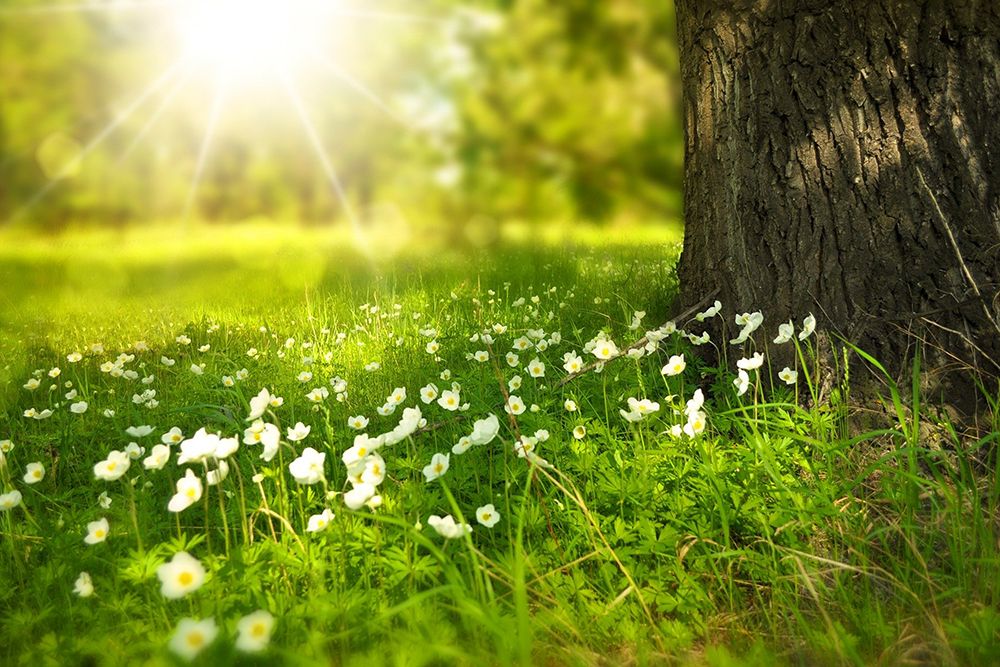 Spring Meadow art print by Artographie for $57.95 CAD