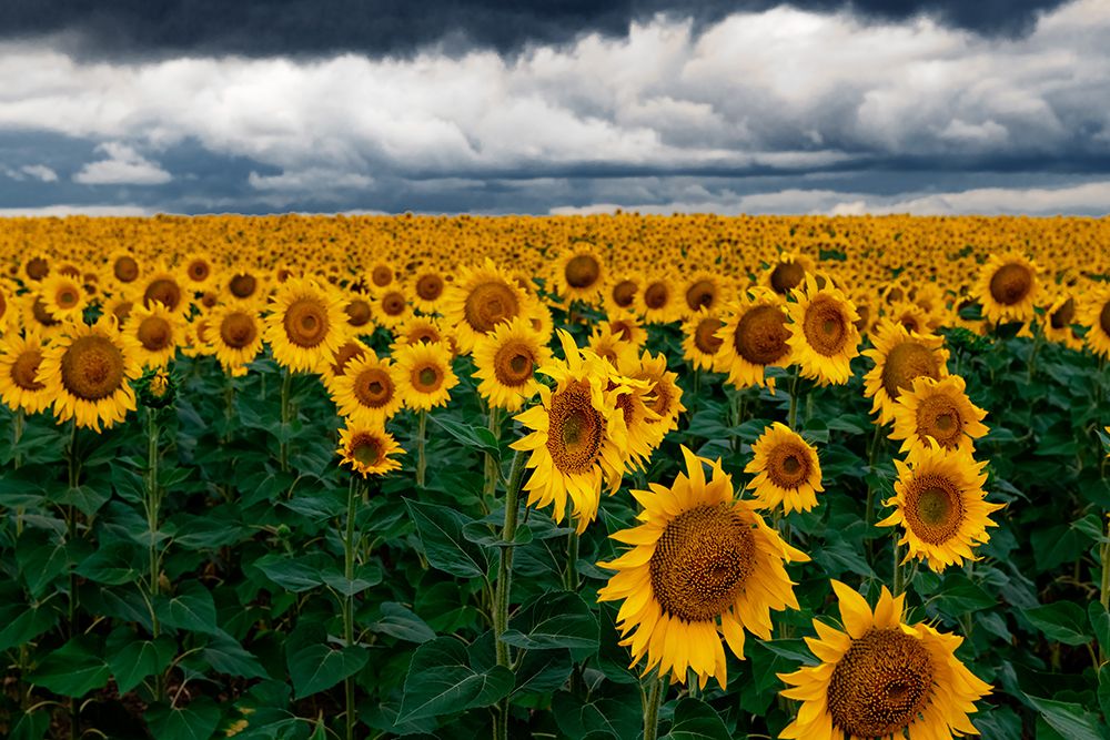 Sunflower Field art print by Artographie for $57.95 CAD