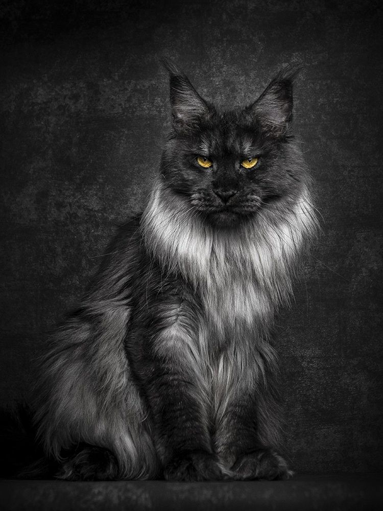 The Master of the House art print by Artographie for $57.95 CAD
