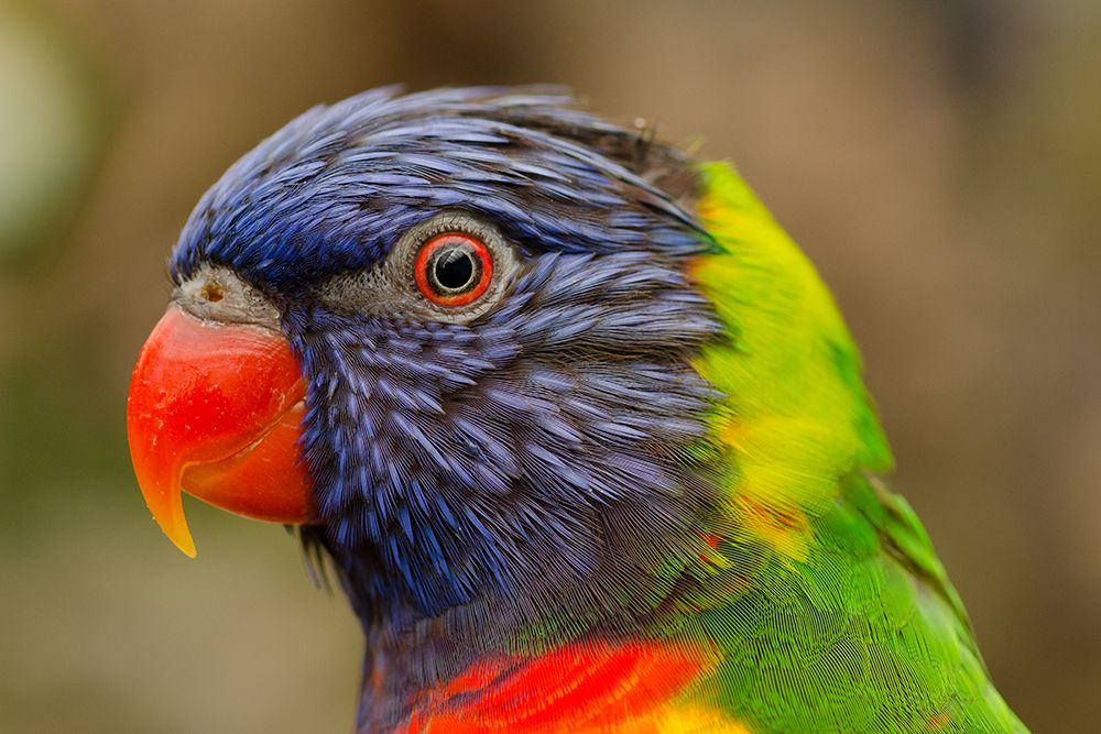 The Rainbow Lorikeet art print by Artographie for $57.95 CAD