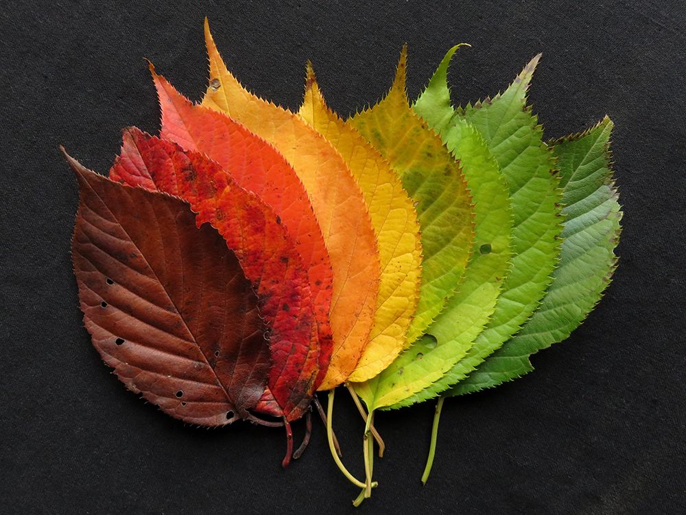 The Seasons art print by Artographie for $57.95 CAD